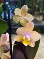 Phalaenopsis Scention / storczyk pachnący - obrazek 3