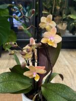 Phalaenopsis Scention / storczyk pachnący - obrazek 7