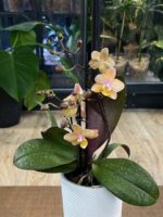 Phalaenopsis Scention / storczyk pachnący - obrazek 6