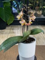 Phalaenopsis Scention / storczyk pachnący - obrazek 5