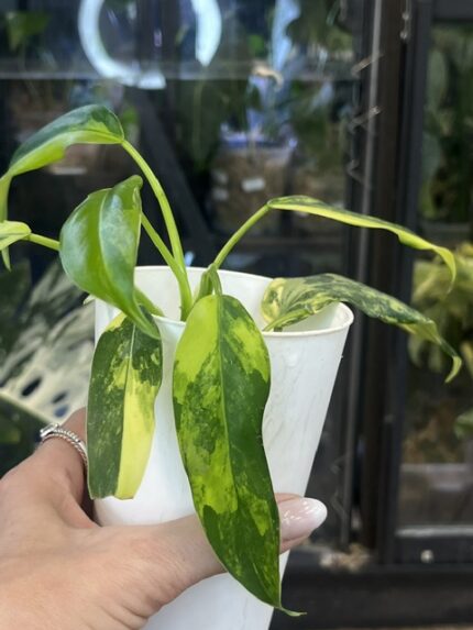 Philodendron Domesticum variegata