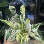 Philodendron Emerald Ice
