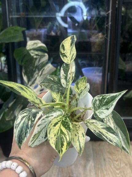 Philodendron Emerald Ice