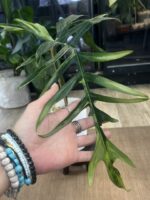 Philodendron Florida Beauty x Tortum variegata, niezwykle rzadka hybryda kolekcjonerska o powcinanych liściach z żółto-kremową variegacją, luksusowa roślina kolekcjonerska, Variegarden.