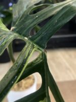 Philodendron Florida Beauty x Tortum variegata #1 - obrazek 3