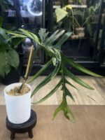 Philodendron Florida Beauty x Tortum variegata #1 - obrazek 2