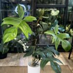Philodendron Florida variegata mutacja