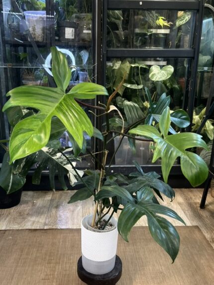 Philodendron Florida variegata mutacja
