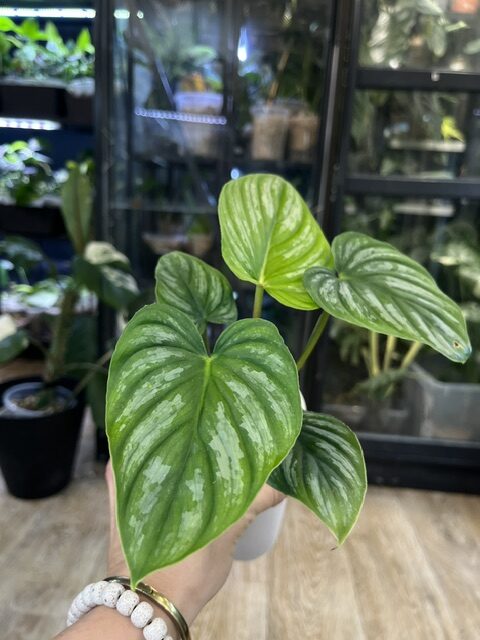 Philodendron Mamei variegata (1) Philodendron Mamei variegata