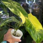 Philodendron 'Paradise Beauty', luksusowy okaz kolekcjonerski o dużych, sercowatych i lśniących liściach. Każda blaszka liściowa prezentuje unikatową, wielobarwną wariegację typu 'Aurea' lub 'Albo', składającą się z nieregularnych, malarskich plam, marblingu oraz sektorowych przebarwień w odcieniach intensywnej żółci, kremu oraz głębokiej zieleni. Roślina pnie się po pionowym paliku owiniętym mchem sphagnum, eksponując skórzastą teksturę i egzotyczny, architektoniczny pokrój w jasnym, nowoczesnym wnętrzu, Variegarden.
