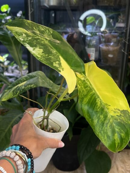 Philodendron 'Paradise Beauty', luksusowy okaz kolekcjonerski o dużych, sercowatych i lśniących liściach. Każda blaszka liściowa prezentuje unikatową, wielobarwną wariegację typu 'Aurea' lub 'Albo', składającą się z nieregularnych, malarskich plam, marblingu oraz sektorowych przebarwień w odcieniach intensywnej żółci, kremu oraz głębokiej zieleni. Roślina pnie się po pionowym paliku owiniętym mchem sphagnum, eksponując skórzastą teksturę i egzotyczny, architektoniczny pokrój w jasnym, nowoczesnym wnętrzu, Variegarden.