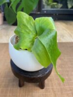 Platycerium elephantotis var. Mammuthus #2 - obrazek 5