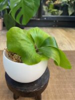 Platycerium elephantotis var. Mammuthus #2 - obrazek 4