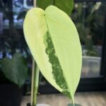 Syngonium Chiapense variegata