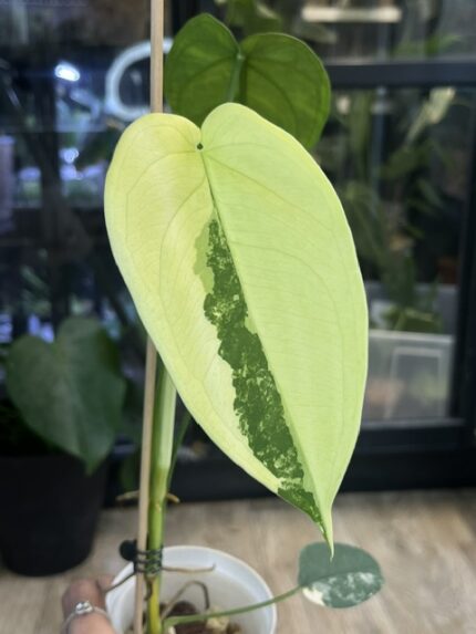 Syngonium Chiapense variegata