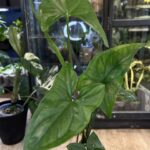 Syngonium Emerald Gem