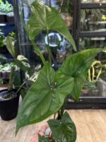 Syngonium Emerald Gem