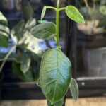 hoya lauterbachii
