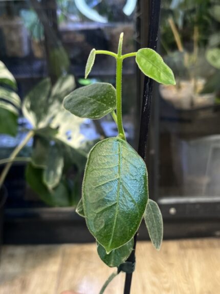 hoya lauterbachii