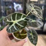 Alocasia 'Heart Balloon', rzadka roślina kolekcjonerska o unikatowych, wypukłych liściach w kształcie serca przypominających balony, kompaktowy egzotyczny aroid, Variegarden.