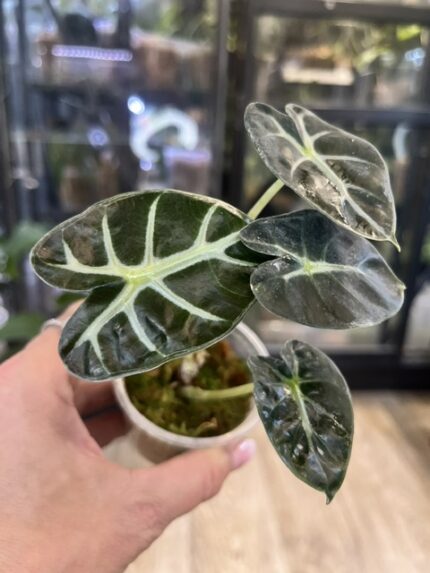 Alocasia 'Heart Balloon', rzadka roślina kolekcjonerska o unikatowych, wypukłych liściach w kształcie serca przypominających balony, kompaktowy egzotyczny aroid, Variegarden.
