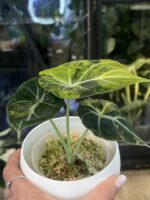 Alocasia Black Velvet Gold #1 - obrazek 2
