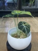 Alocasia Black Velvet Gold #1 - obrazek 4