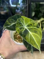 Alocasia Black Velvet gold