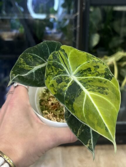 Alocasia Black Velvet gold