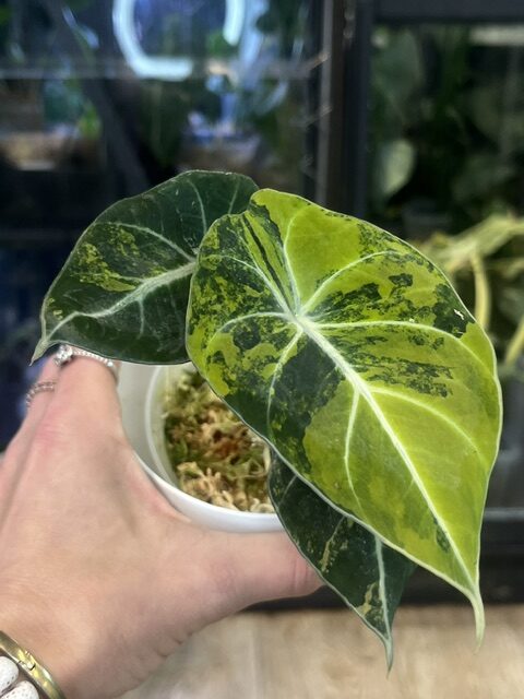 Alocasia Black Velvet gold (3) Alocasia Black Velvet gold
