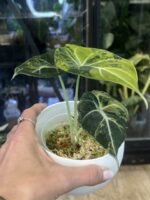 Alocasia Black Velvet Gold #1 - obrazek 3