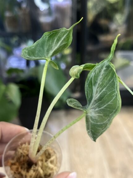 Alocasia 'Holy Grail' – wejdź na najwyższy poziom botanicznego luksusu. Poznaj tropikalne zasady uprawy tej unikatowej, czarnej alokazji w Variegarden.