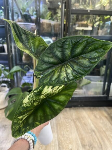Alocasia dragon scale albo 4 (2)