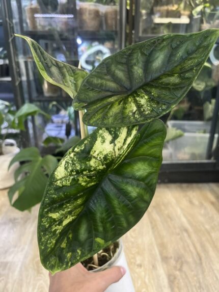 Alocasia dragon scale albo 4 (2)
