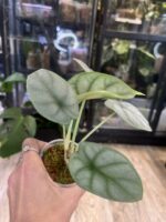Alocasia Silver Dragon #1 - obrazek 3