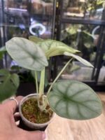 Alocasia Silver Dragon #1 - obrazek 4