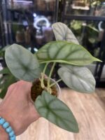 Alocasia Silver Dragon #1 - obrazek 2