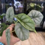 Alocasia Silver Dragon #1
