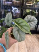 Alocasia Silver Dragon #1