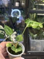 Anthurium Boogie #1 - obrazek 4