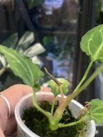 Anthurium Boogie #1 - obrazek 3