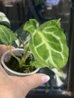 Anthurium Boogie #1 - obrazek 2