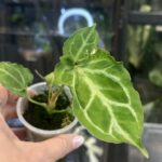 Anthurium 'Boogie' – poczuj tropikalny rytm dynamicznie pofalowanych liści. Poznaj zasady uprawy tego unikatowego, kolekcjonerskiego anturium w Variegarden.
