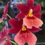 Storczyk Burrageara Nelly Isler Beauty, kolekcjonerska odmiana o intensywnie czerwonych, pachnących kwiatach, luksusowa roślina ozdobna o cytrusowym aromacie, Variegarden.