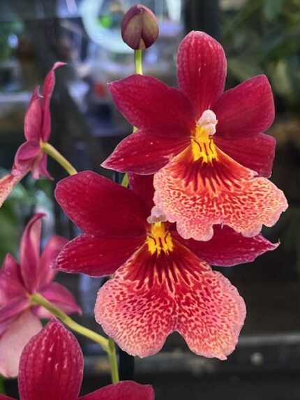 Storczyk Burrageara Nelly Isler Beauty, kolekcjonerska odmiana o intensywnie czerwonych, pachnących kwiatach, luksusowa roślina ozdobna o cytrusowym aromacie, Variegarden.