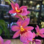 Storczyk Burrageara Nelly Isler Pink, kolekcjonerska odmiana o pachnących, różowych kwiatach, luksusowa roślina ozdobna o cytrusowym aromacie, Variegarden.