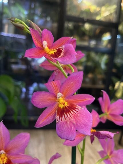 Storczyk Burrageara Nelly Isler Pink, kolekcjonerska odmiana o pachnących, różowych kwiatach, luksusowa roślina ozdobna o cytrusowym aromacie, Variegarden.