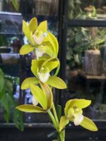 Cymbidium Tiger Tail 'Fairy Dance' / storczyk - obrazek 3