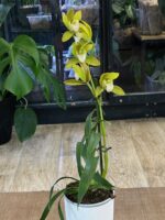 Cymbidium Tiger Tail 'Fairy Dance' / storczyk - obrazek 4