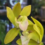 Storczyk Cymbidium Tiger Tail 'Fairy Dance', kolekcjonerska odmiana o kaskadowych, miodowo-żółtych kwiatach z tygrysim wzorem na warżce, luksusowa roślina ozdobna, Variegarden.